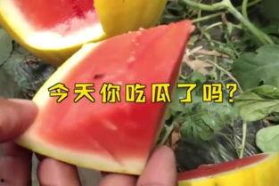 著名的娱乐吃瓜,吃瓜群众揭秘明星幕后故事