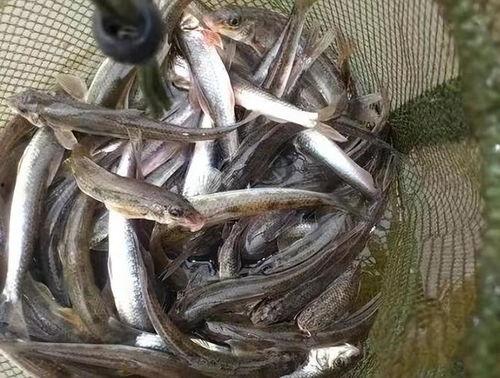 真白希泥鳅在线观看,探寻神秘泥鳅的奇幻之旅