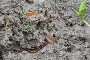 真白希泥鳅在线观看,探寻神秘泥鳅的奇幻之旅