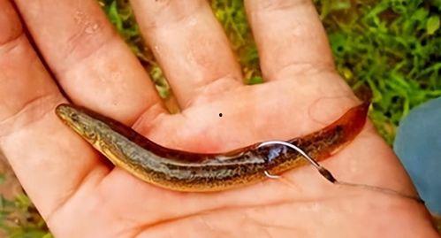 真白希泥鳅在线观看,探寻神秘泥鳅的奇幻之旅