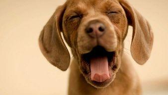 娱乐吃瓜酱狗餐馆