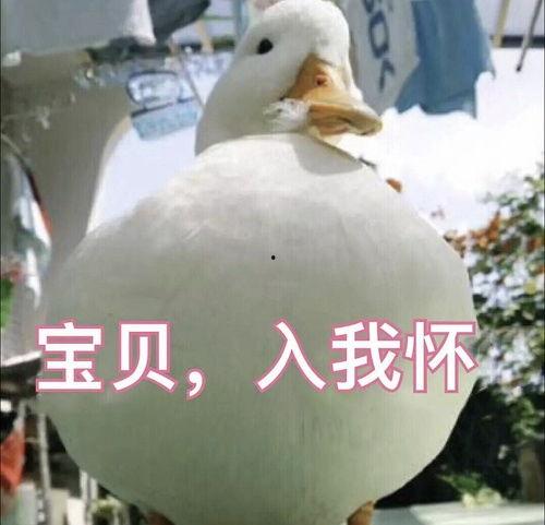 娱乐吃瓜鸭鸭鸭,鸭鸭鸭带你领略娱乐圈风云变幻