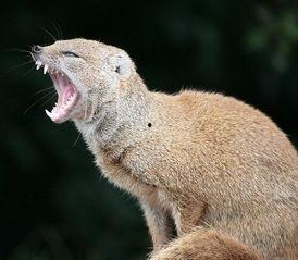 皮毛 在线观看 下载,揭秘动物世界中的神秘外衣