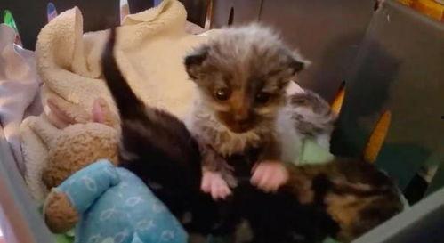 皮毛 在线观看 下载,揭秘动物世界中的神秘外衣